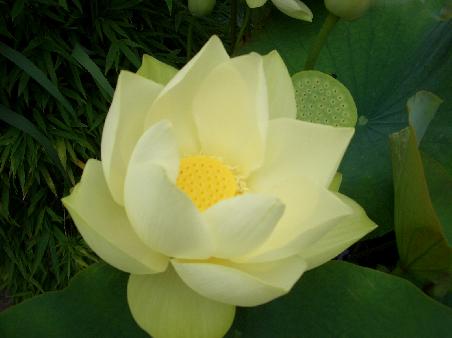 Lotus
